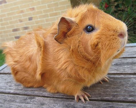 All Things Guinea Pig: Breeds and Varieties