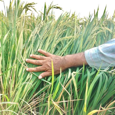 WGL 962 Paddy Seeds – Vintage Farmers