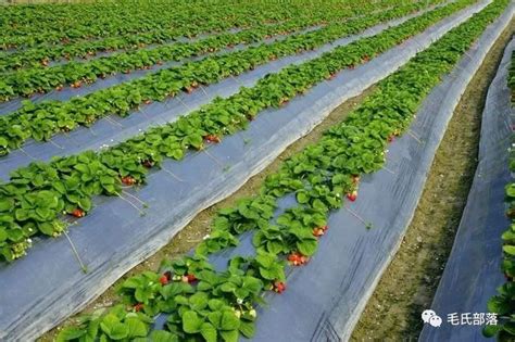 草莓种植技术｜设施草莓土壤管理4个措施__凤凰网