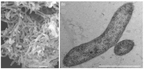 Phenotypic and Genomic Characterization of a Sulfate-Reducing Bacterium ...