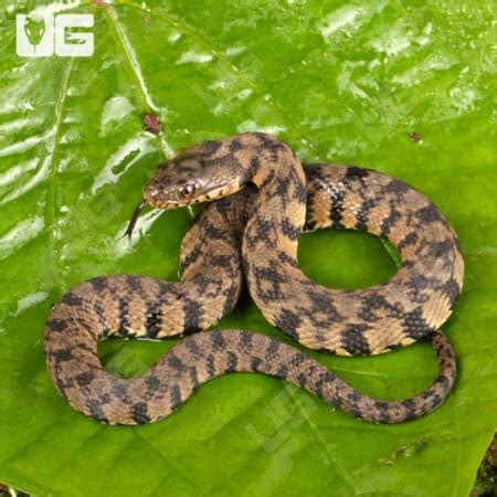 Diamondback Water Snake 的图像结果