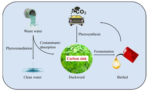 Duckweed Is a Promising Feedstock of Biofuels: Advantages and Approaches