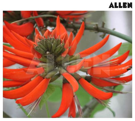 Floral Formula of Fabaceae (The Pea family)