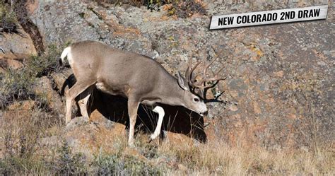 New for 2020: Colorado limited license "Secondary Draw" replaces the ...