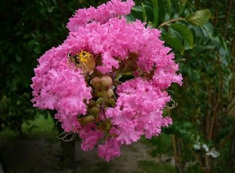 NEW DEBNATH NURSERY Lagerstroemia Furush Flower Plant (Pink) Kagoj Ful ...