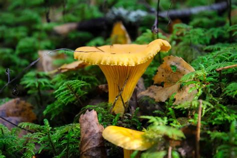 Chanterelles vs. False Chanterelles - A-Z Animals