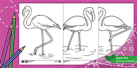 Flamingo Colouring Pages
