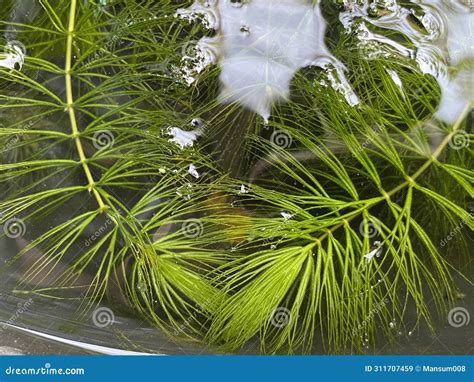 Natural Solutions: What Fish Eat Hydrilla In Your Pond