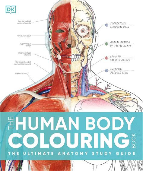 Buy The Human Body Colouring Book: The Ultimate Anatomy Study Guide (DK ...
