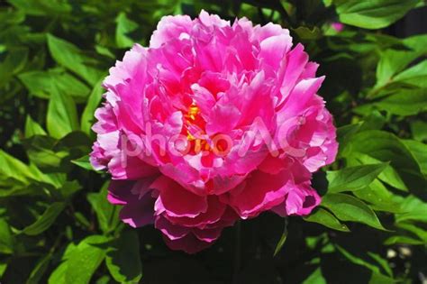 Image result for Nested JSON File Example
