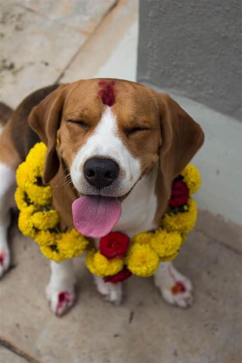 What Is Kukur Tihar? Nepali Tradition That Worships Dogs