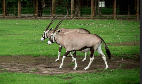 Content-Aware 的图像结果