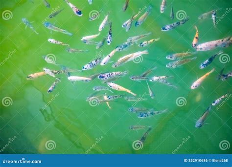Garra Rufa Treatment Farm in Sri Lanka on River Fresh Water Stock Photo - Image of human, tank ...