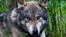 Ultra Hd Wolf Wallpaper 4k by 44 4k Wolf Wallpaper On Wallpapersafari Ultra Hd Wolf Wallpaper 4k