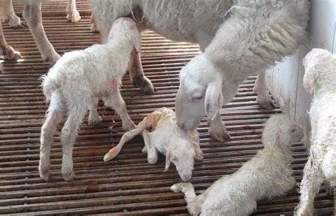 怀孕母羊这样喂才能多胎多活！ - 每日头条