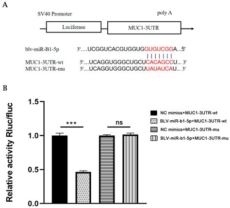 BLV-miR-B1-5p Promotes Staphylococcus aureus Adhesion to Mammary ...