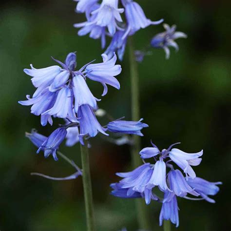Blue Bell Flower Pictures | Best Flower Site