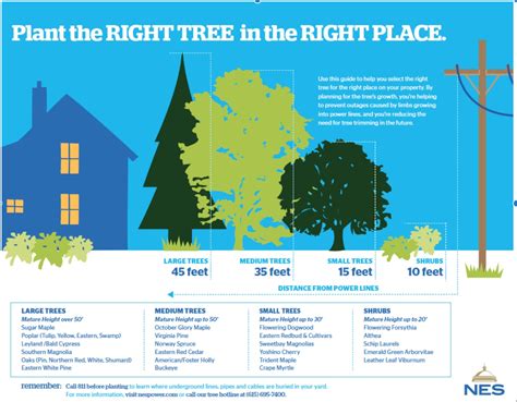 Planting Tree Guide NParks 的图像结果