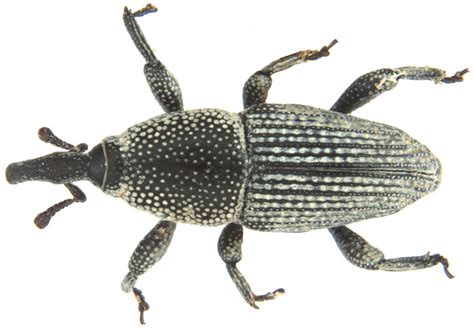 Small banana weevil, Polytus mellerborgii
