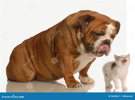 Dog and cat fighting stock image. Image of expression - 9803047