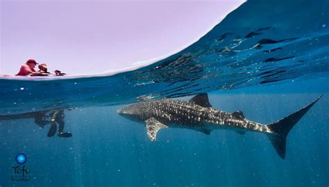 TOFO SCUBA (2025) All You Need to Know BEFORE You Go (with Photos ...