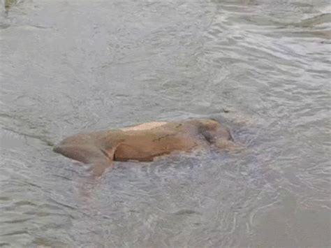 Gir Gadhada shocked as lion carcass surfaces in Raval river Forest ...