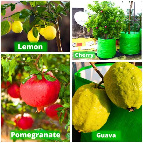 OrganicBazar 24X36 Very Large Grow Bag for Fruit Tree, Premium HDPE 26