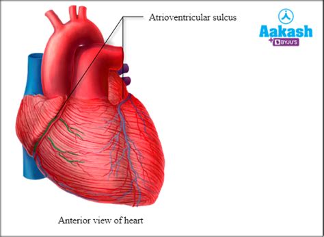 Human Heart in Biology: Definition, Types and Importance | AESL