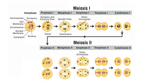 Meiosis Stages Under Microscope