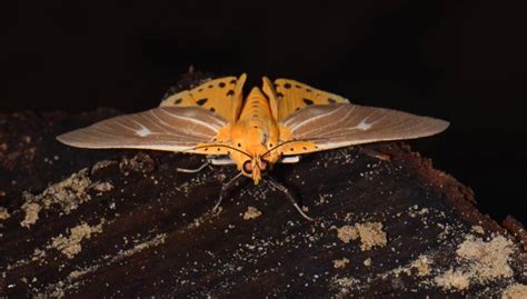 Indie Journal | New species of Olepa moth discovered by ZSI Pune ...