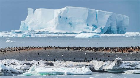 Antarctic Peninsula Cruises & Expeditions | Discover Today - Vantage ...