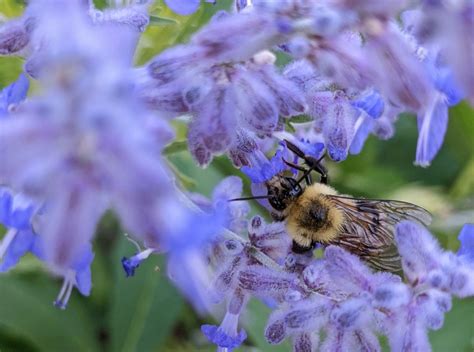 Russian Sage Care Guide: The Deer-Proof Perennial with Endless Blooms