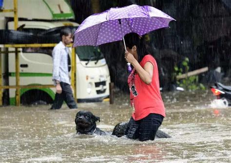 Telangana's disaster response plan must include animals'