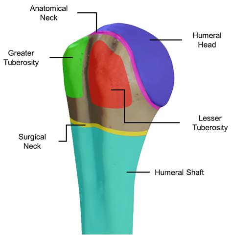 Proximal Humerus Anatomy