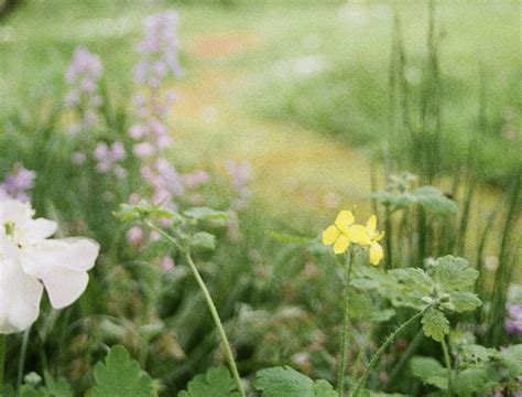 On A Flower Farm - VOL. 3: Late Spring, Babylon Flowers, Watlington, 13 ...