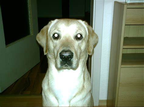 Labrador Golden Retriever in Köthen | Tiere | Kleinanzeigen