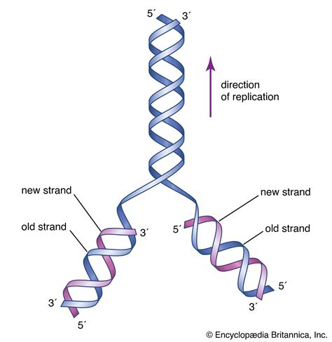 Image result for DNA Introduction
