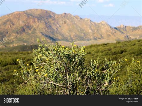 Chaparral Plants Image & Photo (Free Trial) | Bigstock