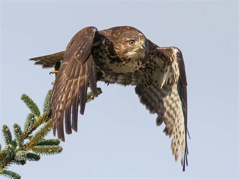 Juvenile Red-tailed Hawks (Identification Guide with… | Birdfact