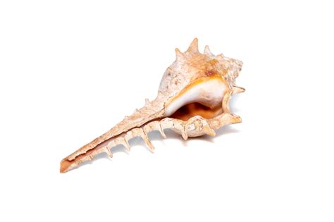Premium Photo | Image of thorn conch shell murex trapa on a white ...