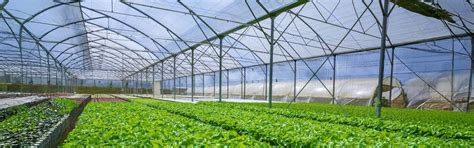 Hydroponics Systems in India — EBB & Flow, NFT, Dutch Bucket | Agrifir