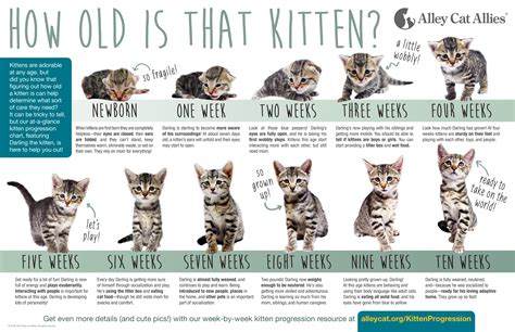 Kittens! Kittens! Kitten Season Is Here! | Kitten season, Newborn ...