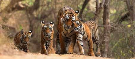Corbett Pilgrimage Packages, Corbett Pilgrimage Tour, Corbett ...