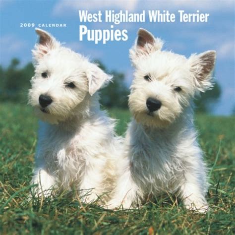 West Highland White Terrier Puppies 2009 Square Wall Calendar ...