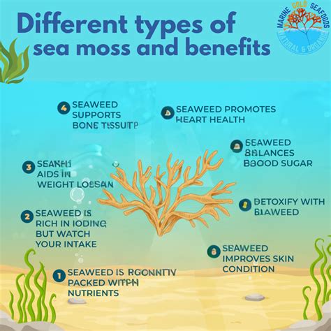 Unlocking the Full Potential of Sea Moss | by Lindajassica | Jul, 2024 | Medium