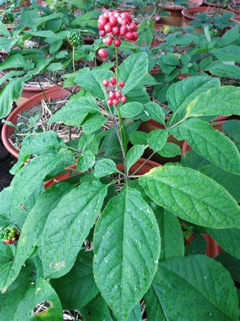 人参图片 人参图片叶子和花 - 第 3 | 犀牛图片网