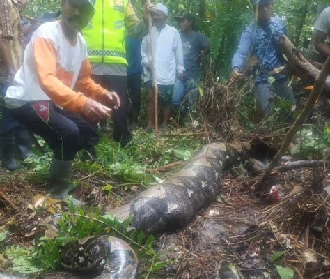 Image result for Swallowed Jackel Python