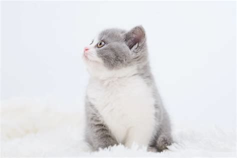 这只全世界最美丽的大理石波斯猫也曾被弃养，真想不到啊... - 每日头条