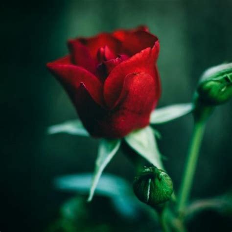适合做头像的玫瑰花图片，一朵朵红色的玫瑰微信头像高清图片-个性头像