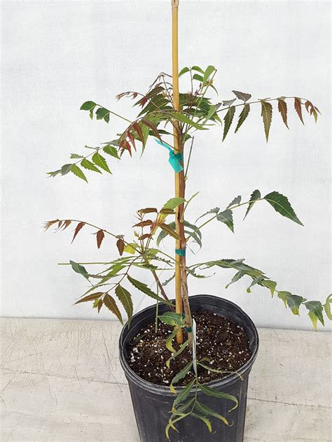 Neem Tree 的图像结果